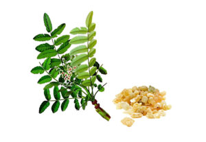Boswellia serrata — copertina articolo