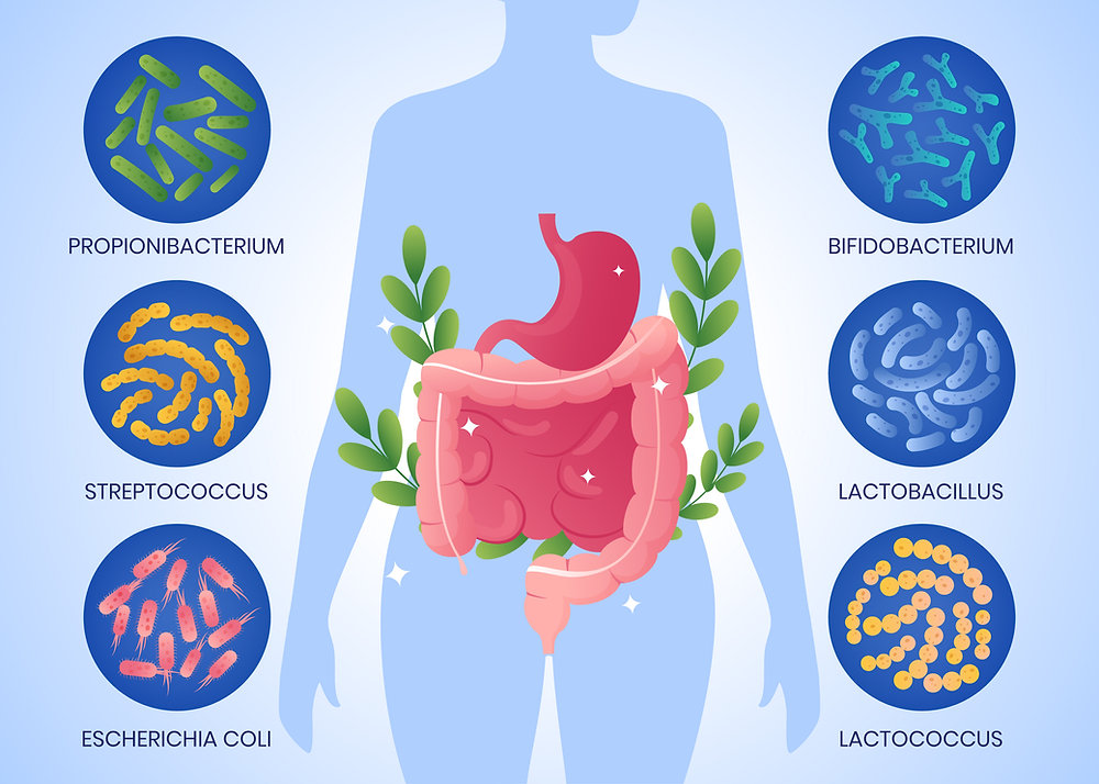 Il Microbiota Intestinale: La Guida Completa