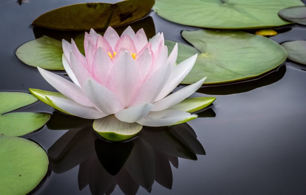 Fiori e luce naturale — Lotus Naturopatia