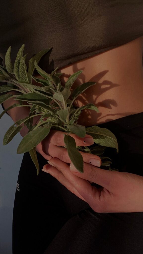 Mani che tengono foglie di salvia fresca