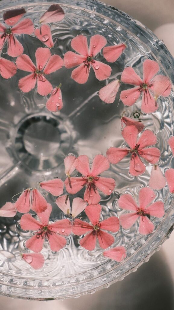Fiori rosa che galleggiano nell'acqua: preparazione di essenze floreali